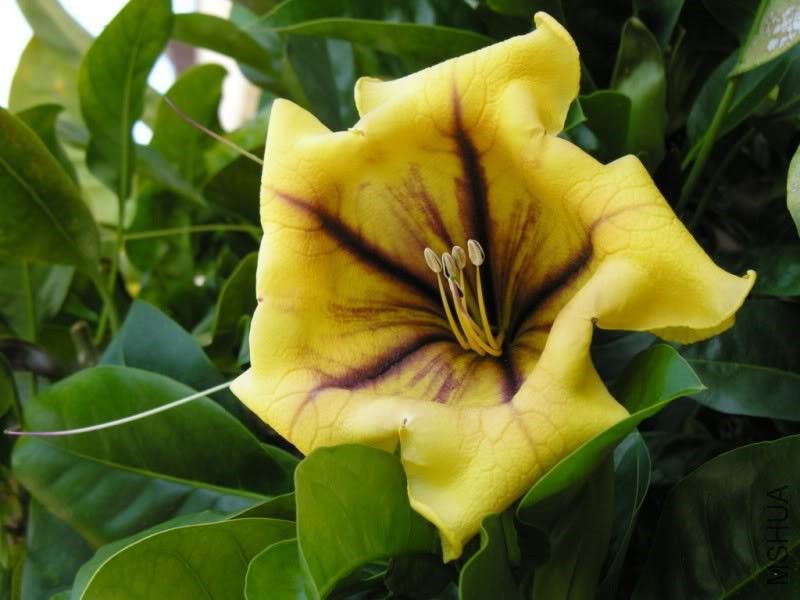 Solandra6318.jpg