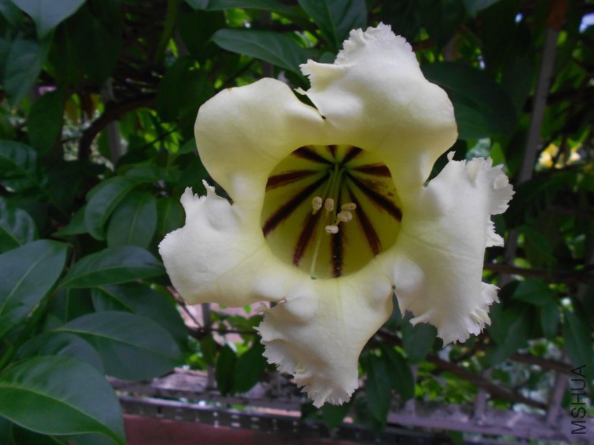Solandra-grandiflora-19697757A-POPUP.jpg