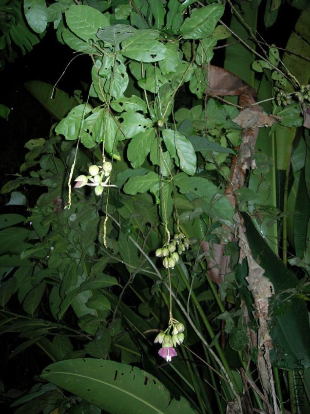 Merinthopodium_neuranthum3.jpg