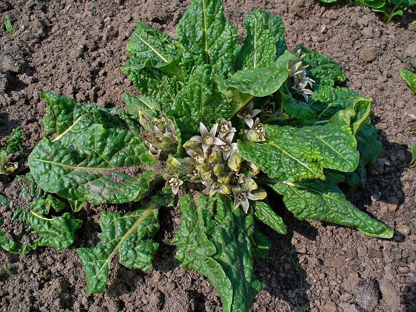Mandragora_officinarum_001.jpg