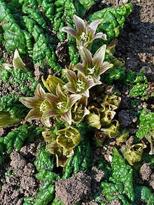 Mandragora_officinarum_002.JPG