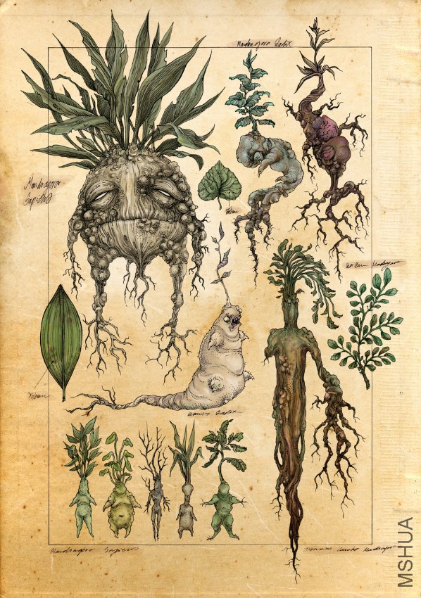 mandragora_radix_by_cha0sgirl-d6662d2.jpg