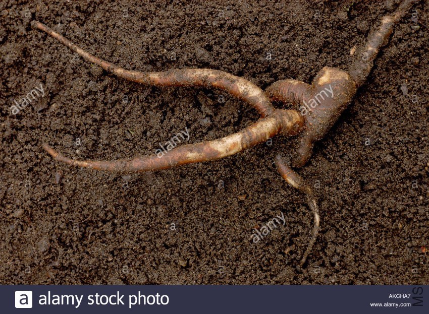 mandrake-mandragora-officinarum-forking-tap-root-AKCHA7.jpg