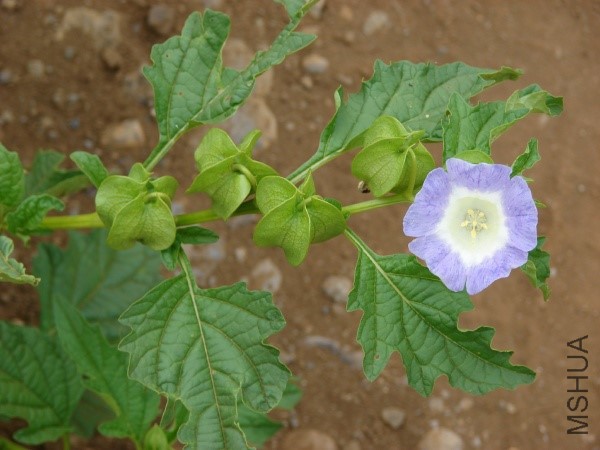 Nicandra starr-070621-7476.jpg