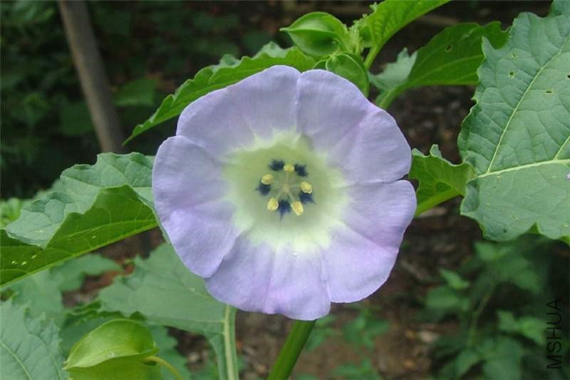 nicandra_physalodes28.jpg