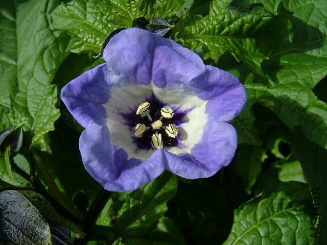 nicandra_physaloides_apple_of_peru_flower_03-09-06.jpg