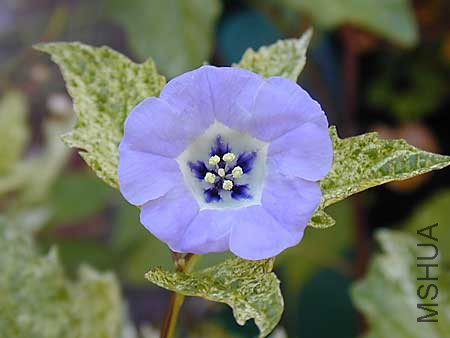 Nicandra-flower.jpg