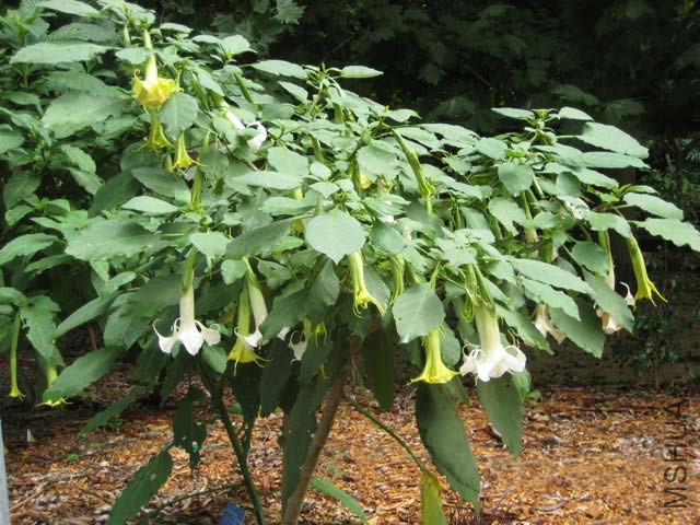 Brugmansia-Candida-WhiteKnight-Ws.jpg