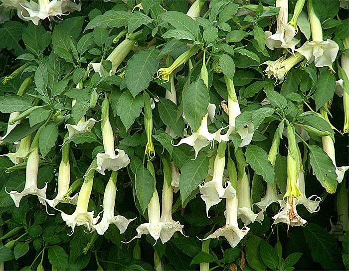 brugmansia-w.jpg