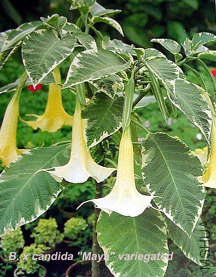 Brugmansia-x-candida-'Maya'flower.jpg