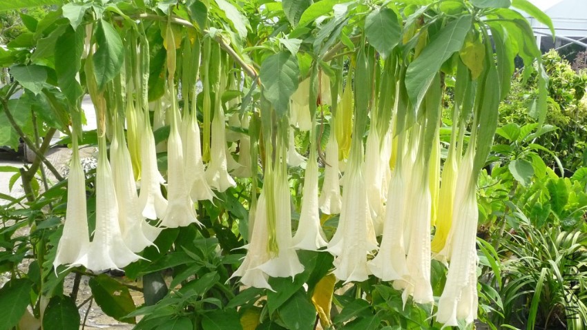 Brugmansia-X-candida-White-Angel-Trumpet-2.jpg
