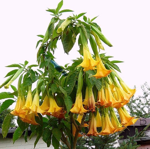 Autumn_Treasure_August 2009.jpg