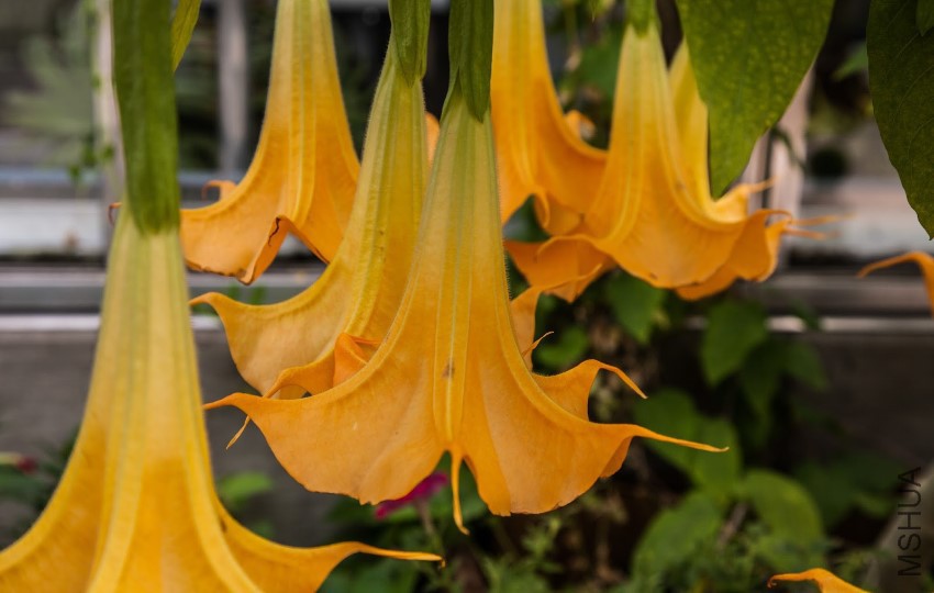 Brugmansia x cubensis-1.jpg