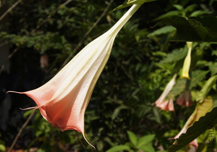 brugmansia-insignis-pink.jpg