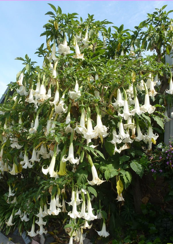 brugmansia_arborea02.jpg