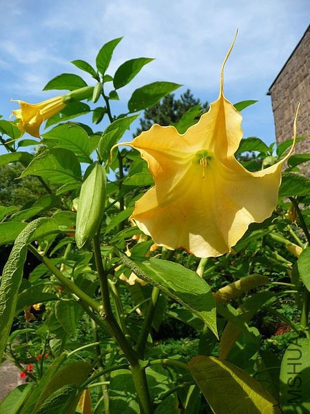 Brugmansia_aurea_PDB.jpg