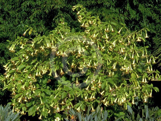 Brugmansia-pittieri-02.jpg