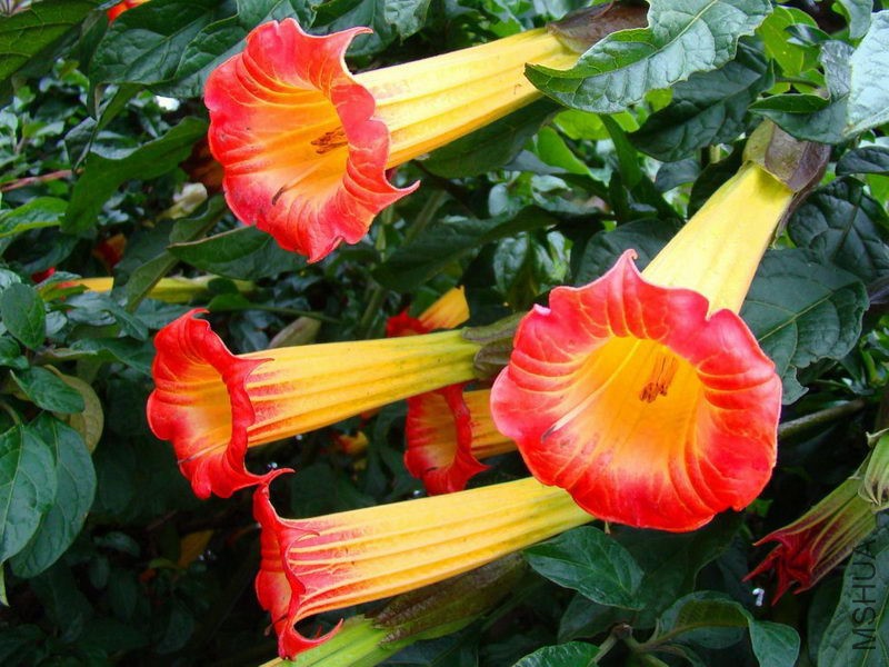 Brugmansia-Sanguinea-4.jpg