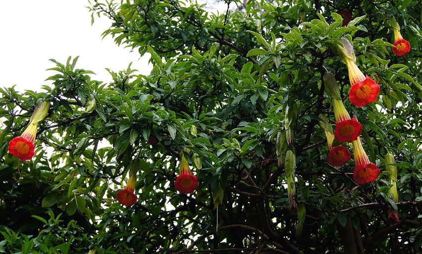 brugmansia-sanguinea-red.jpg