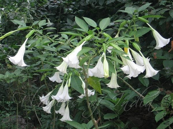 Angel's Trumpet.jpg