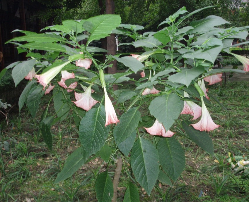 Brugmansia suaveolens - Angel's Trumpet 02.jpg