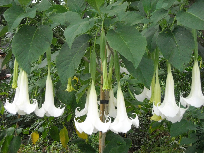 Brugmansia Suaveolens White 1.jpg