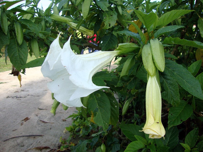 Brugmansia_suaveolens_(2).jpg