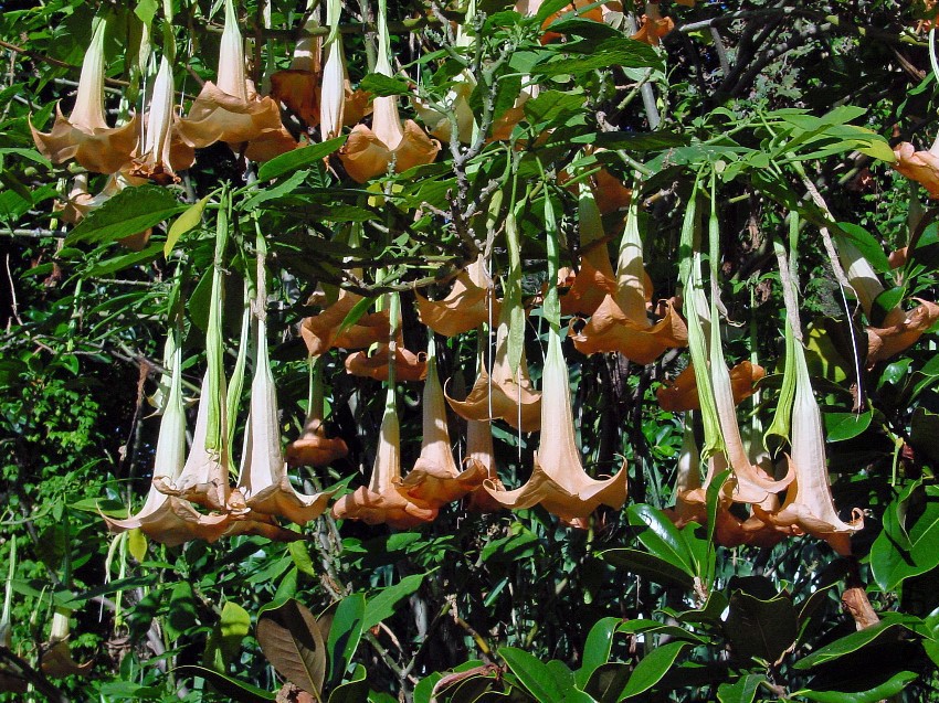 Brugmansia_A.jpg