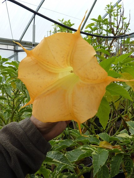 Brugmansia-versicolor-'Peach'flower.jpg