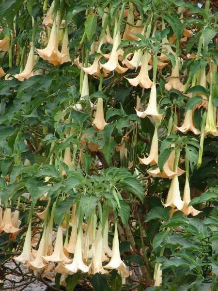 01431-Brugmansia-x-candida.jpg