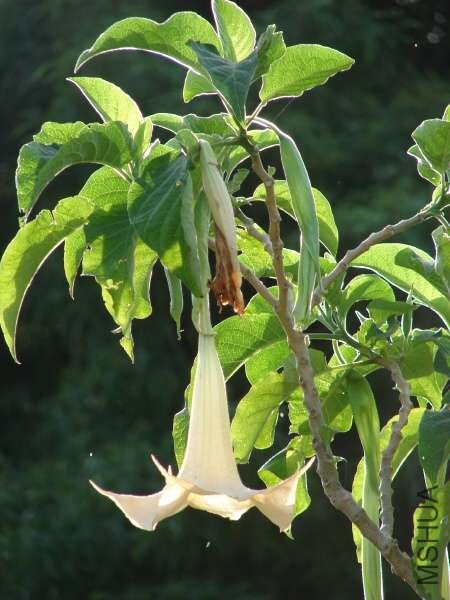 02270-Brugmansia-x-candida.jpg