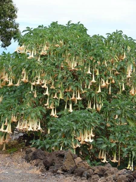02275-Brugmansia-x-candida.jpg
