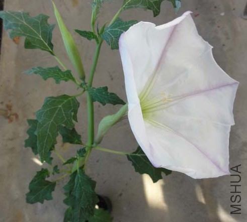 Datura_ceratocaula2.jpg