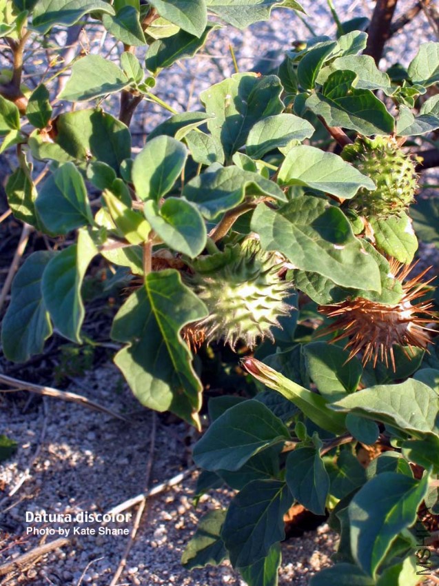 Datura discolor.jpg