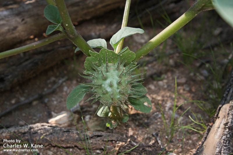 datura-discolor-4.jpg