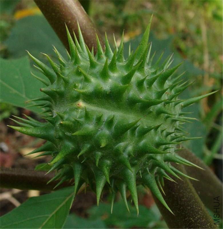 datura_ferox_02.jpg