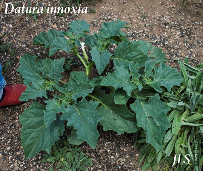Datura_innoxia.jpg