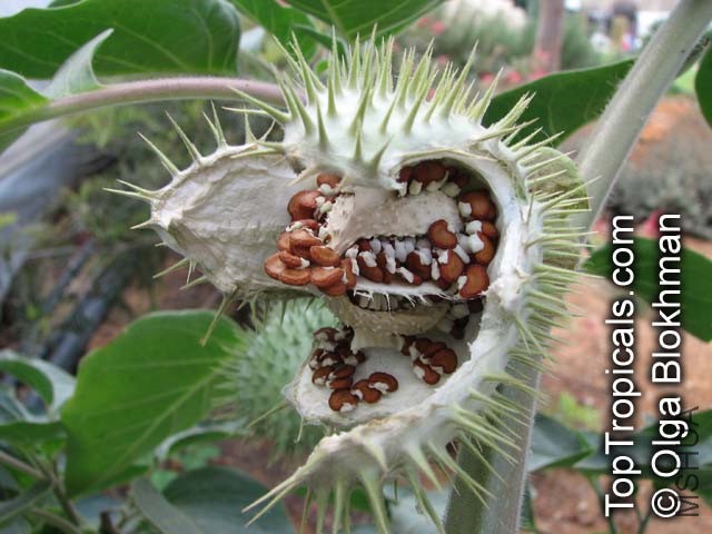 Datura_innoxia2710_007OlgaB.jpg