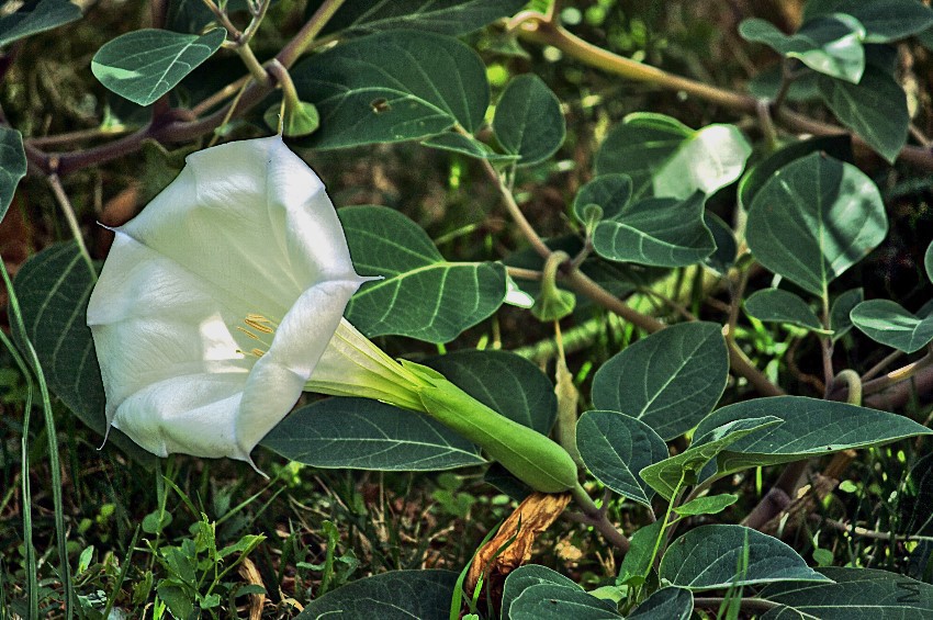 Datura_inoxia_8239.jpg