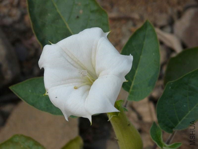 datura_inoxia02.jpg