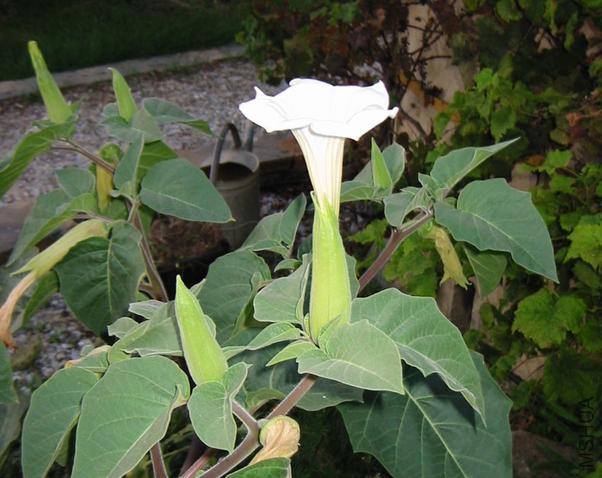 datura_0020_leichhardtii.jpg