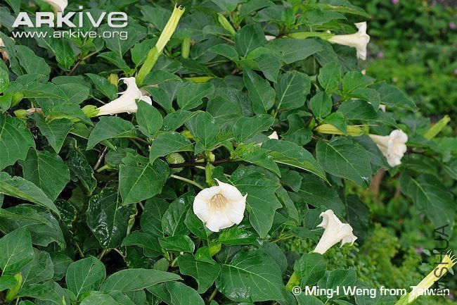 Datura-metel.jpg