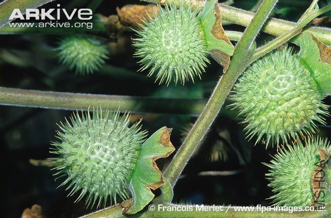Datura-metel-fruit.jpg