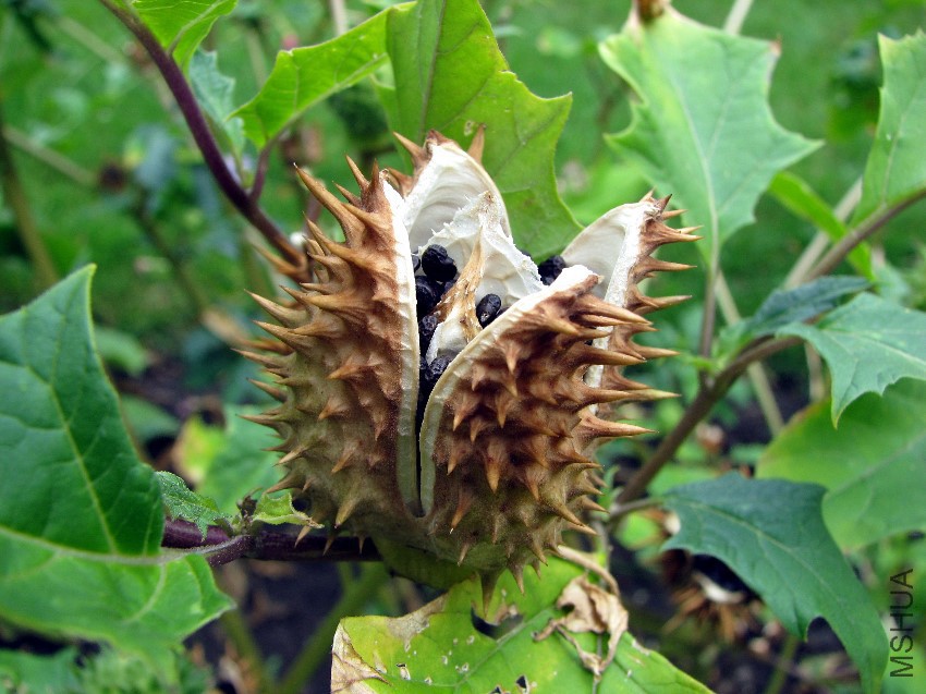 Bielu��_dzidzierzawa_Datura_stramonium_Seed_01.jpg
