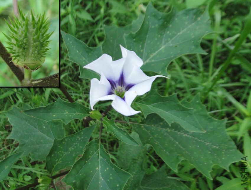 Datura stramonium  2011-08-01.jpg