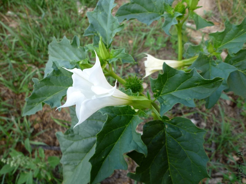 DATURA_STRAMONIUM_-_GUIXERS_-_IB-615.jpg