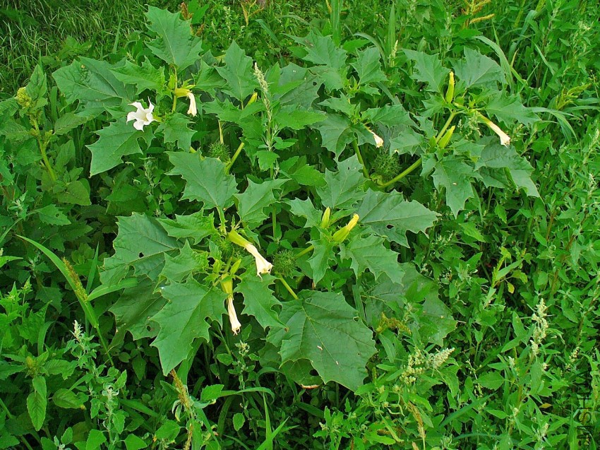 Datura_stramonium_001.jpg
