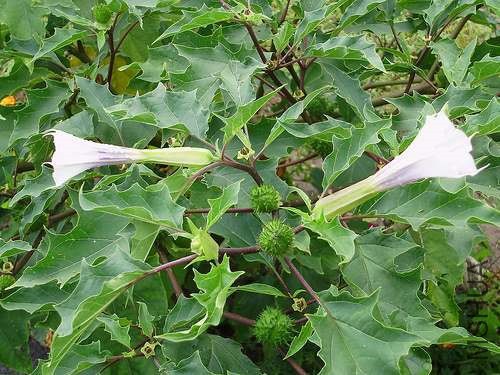 datura_stramonium_05_f.jpg