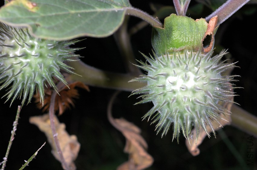 Datura_wrightii_seed_pods.jpg