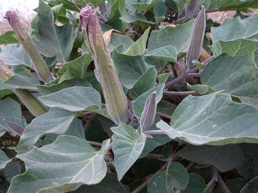 datura-wrightii-buds.jpg